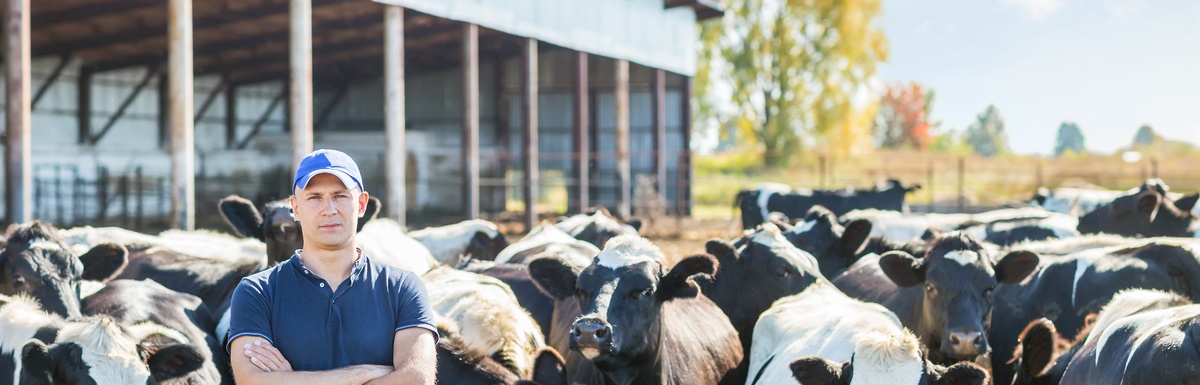 A man wearing a blue t-shirt, jeans, and a blue baseball cap stands in a pasture surrounded by cows with his arms crossed.