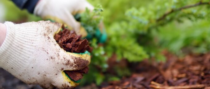 A person wearing gloves spreading pine bark mulch around small juniper plants in a landscaped garden bed.