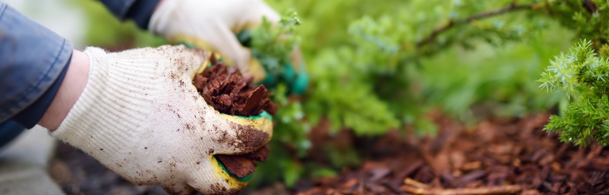 A person wearing gloves spreading pine bark mulch around small juniper plants in a landscaped garden bed.